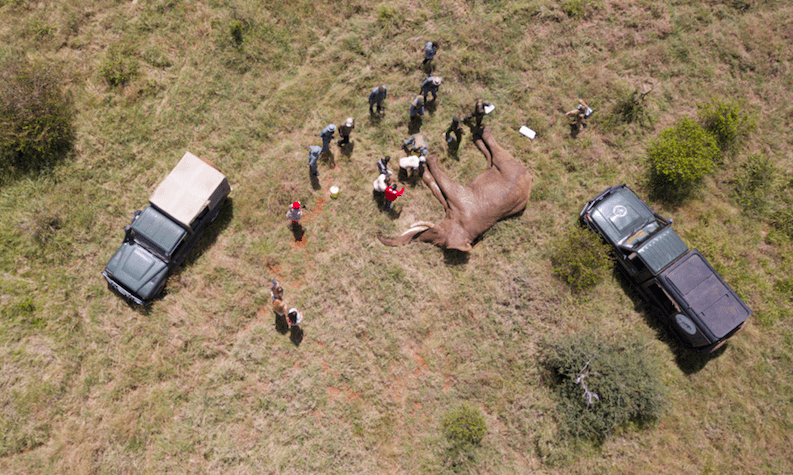 Bull treated at Loisaba after injury caused by human-elephant conflict. © Max Silvester