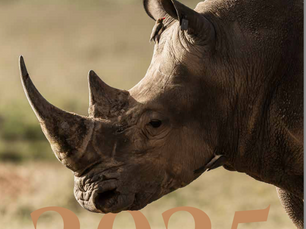 2025 Impact Report: A Year of Growth, Resilience, and Shared Stewardship at Loisaba