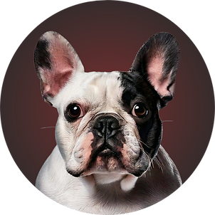 Bulldog Francês
