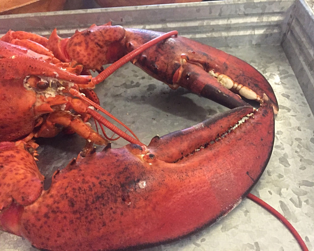 DIY How to Cook and Eat Fresh Lobster