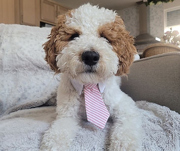 parti goldendoodle california