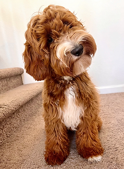 Goldendoodle Breeder Elk Grove