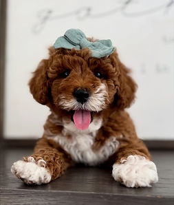 goldendoodle northern california