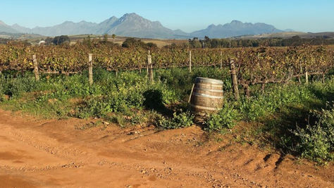 De oogst van 2024 in Zuid-Afrika: vroeg, klein én fijn!