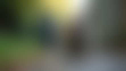 Effective Wildlife Removal Techniques for Homeowners