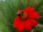 A bumblebee visits a Tithonia for pollen and nectar.