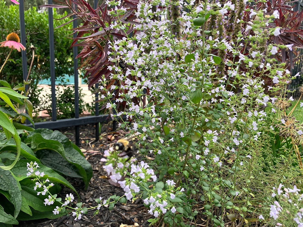 Out of focus picture of native bumblebee feeding on the nectar of Calamintha nepeta.