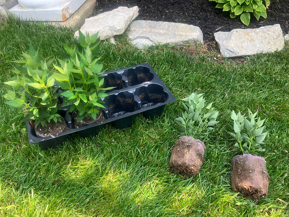 Costs can be kept down through planting of smaller plants or plugs, sometimes called liners. Spring 2023.