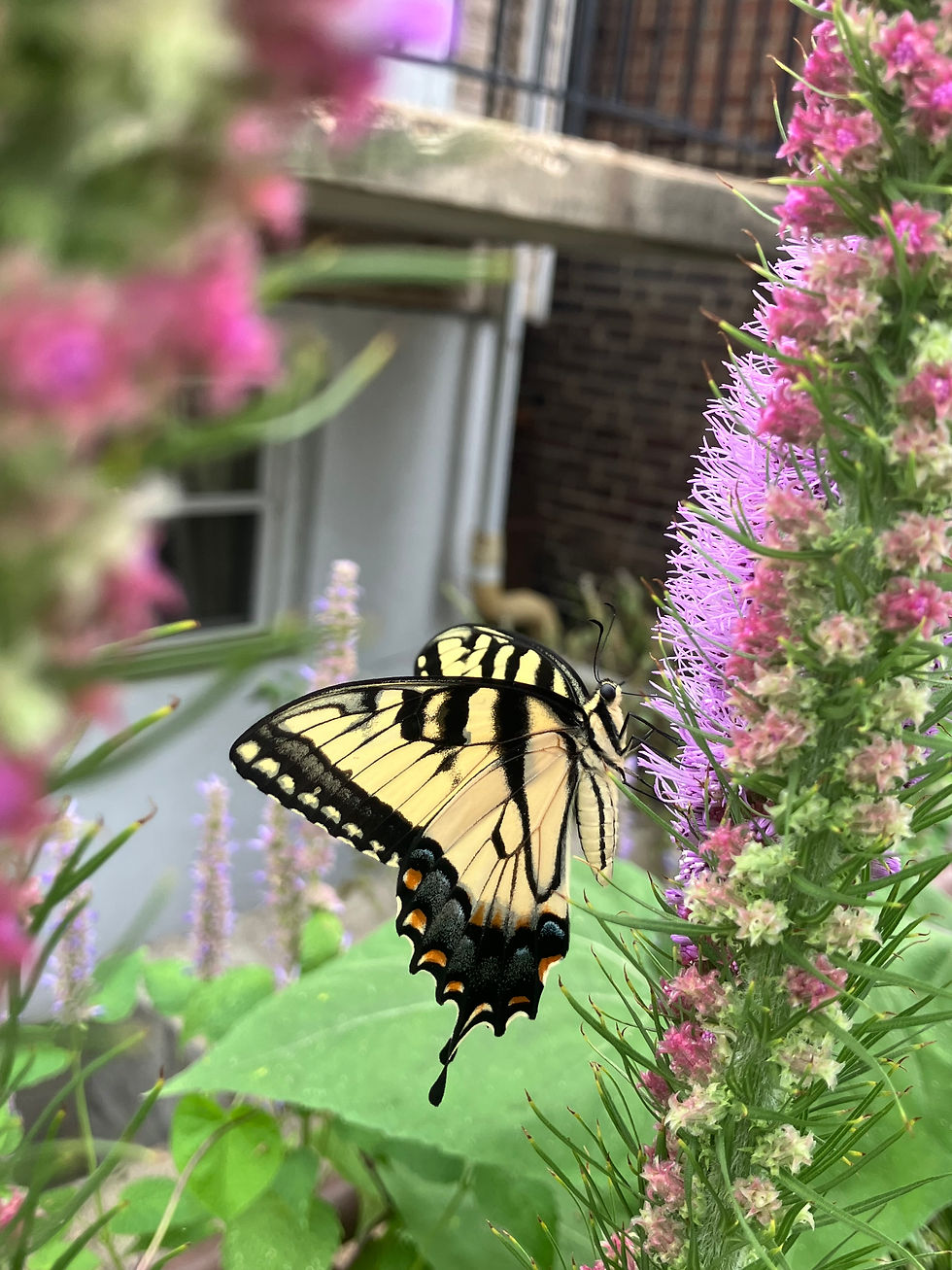 Swallowtail butterfly visits Liatris sp. for nectar in an urban setting.