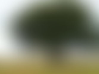 National tree day Ireland