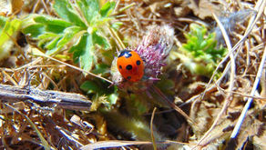 One look back and one step forward