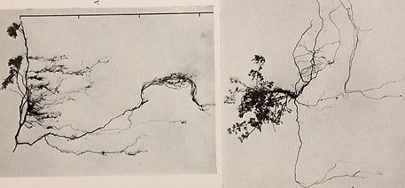 The_ecological_relations_of_roots_1919_kl_edited.jpg