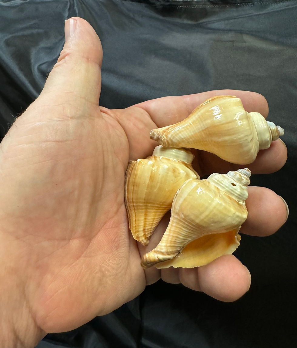 Thumbnail: Light Vole Shells/B67 - 1.1 LB. (APPROX. 38 PCS) - $0.07/PIECE