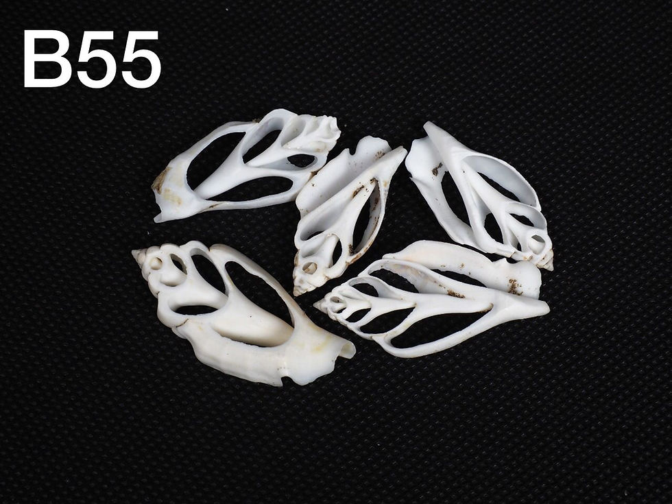 Thumbnail: Sliced Strombus Shells/B55 - 1.1 LB. (APPROX. 160 PCS) - $0.03/PIECE