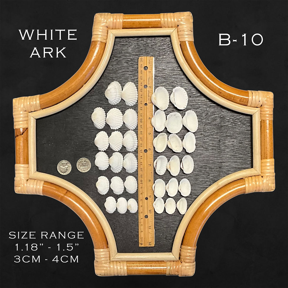 Thumbnail: White Ark Shells (3-4 cm)/B10 - 1.1 LB. (APPROX. 180 PCS) - $0.01/PIECE