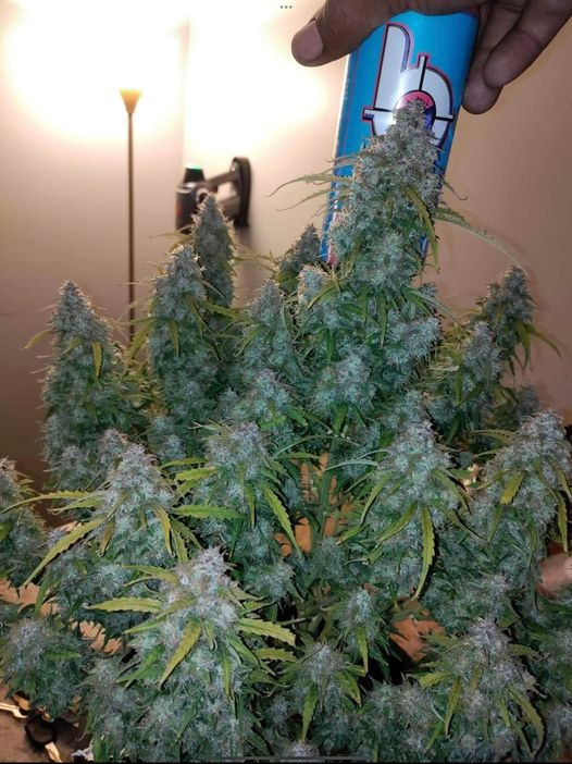 Thumbnail: Super Silver Haze