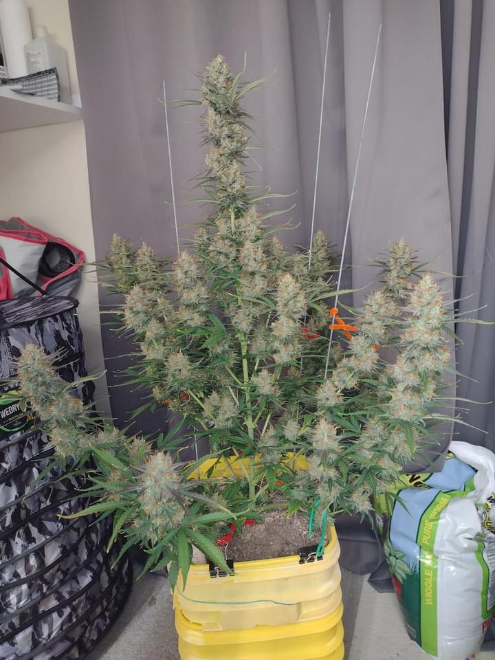 Thumbnail: Super Silver Haze