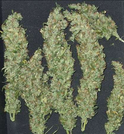 Thumbnail: Zkittlez Berry Blast
