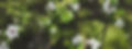 New-Zealand-Native-Bush.jpg