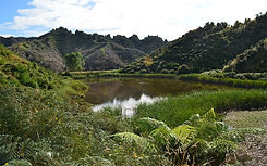 Te Ara o Maru - walkway - web 800x500.png