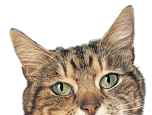 Model Cat_edited.png