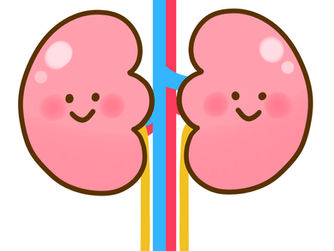 沈黙の臓器―腎臓―