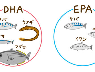 背の青い魚が体に良いのか? その2