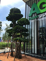 Landscape Tree Supply