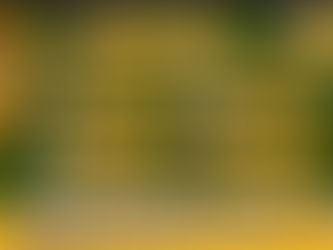 Presenting your Cricket Ipswich Board and Management Team