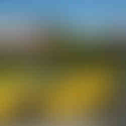 New York Supercarr 63