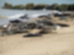 Seals on Horsey Beach