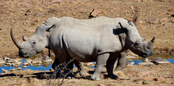 Rhino-01