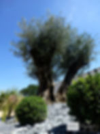 Jardin méditerranéen