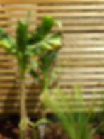 Jardin du monde