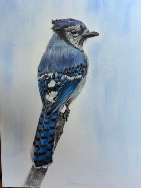 Blue Jay by Lee Nightingale
