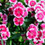 Thumbnail: Dianthus