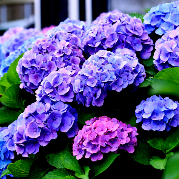 Thumbnail: Hydrangea