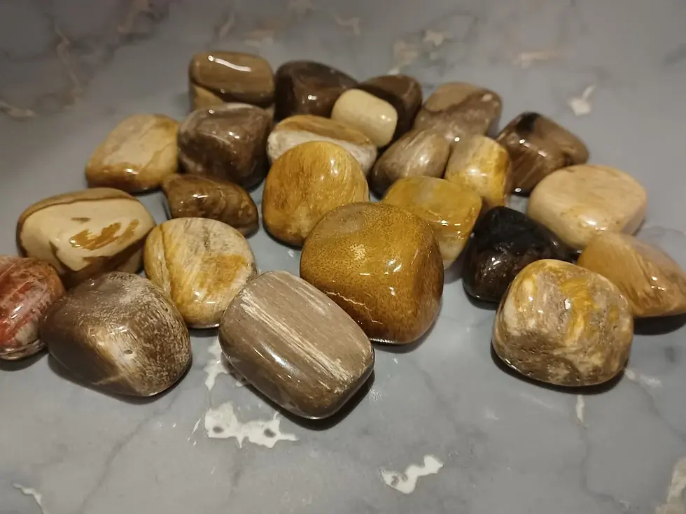 Petrified Wood Tumblestone