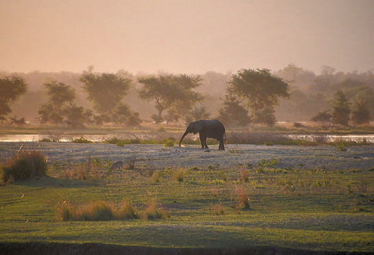 Lerato Adventures – Elephant in Mana Pools National Park Zimbabwe