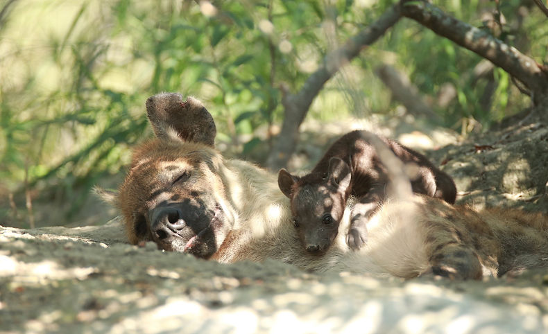Spotted hyena mum with her cub_Lerato Adventures