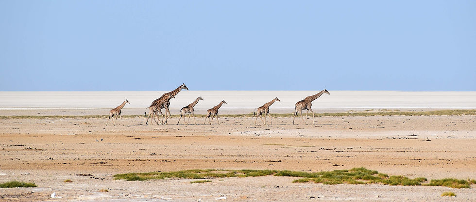 Lerato Adventures – Journey of Giraffes in front of Etosha Pan