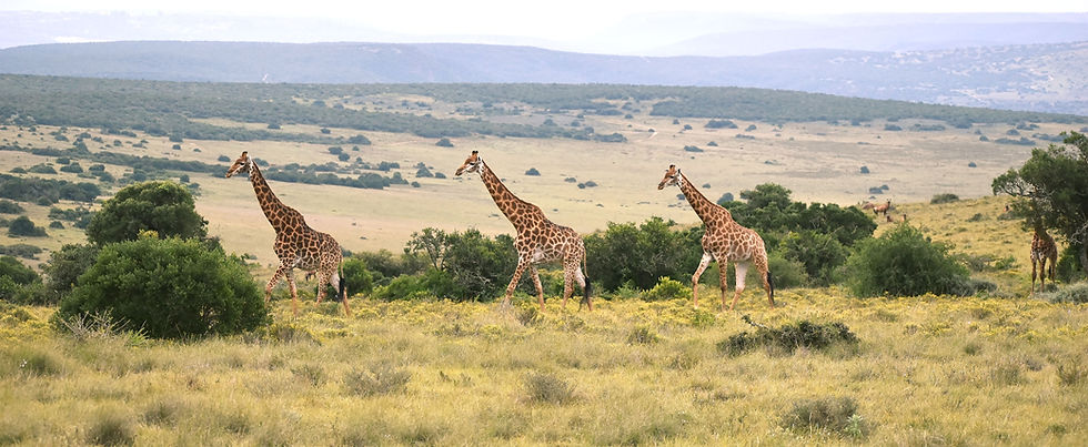 Giraffe_Amakhala.jpg