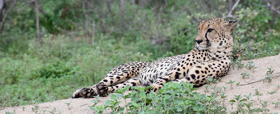 A cheetah on a termite mound
