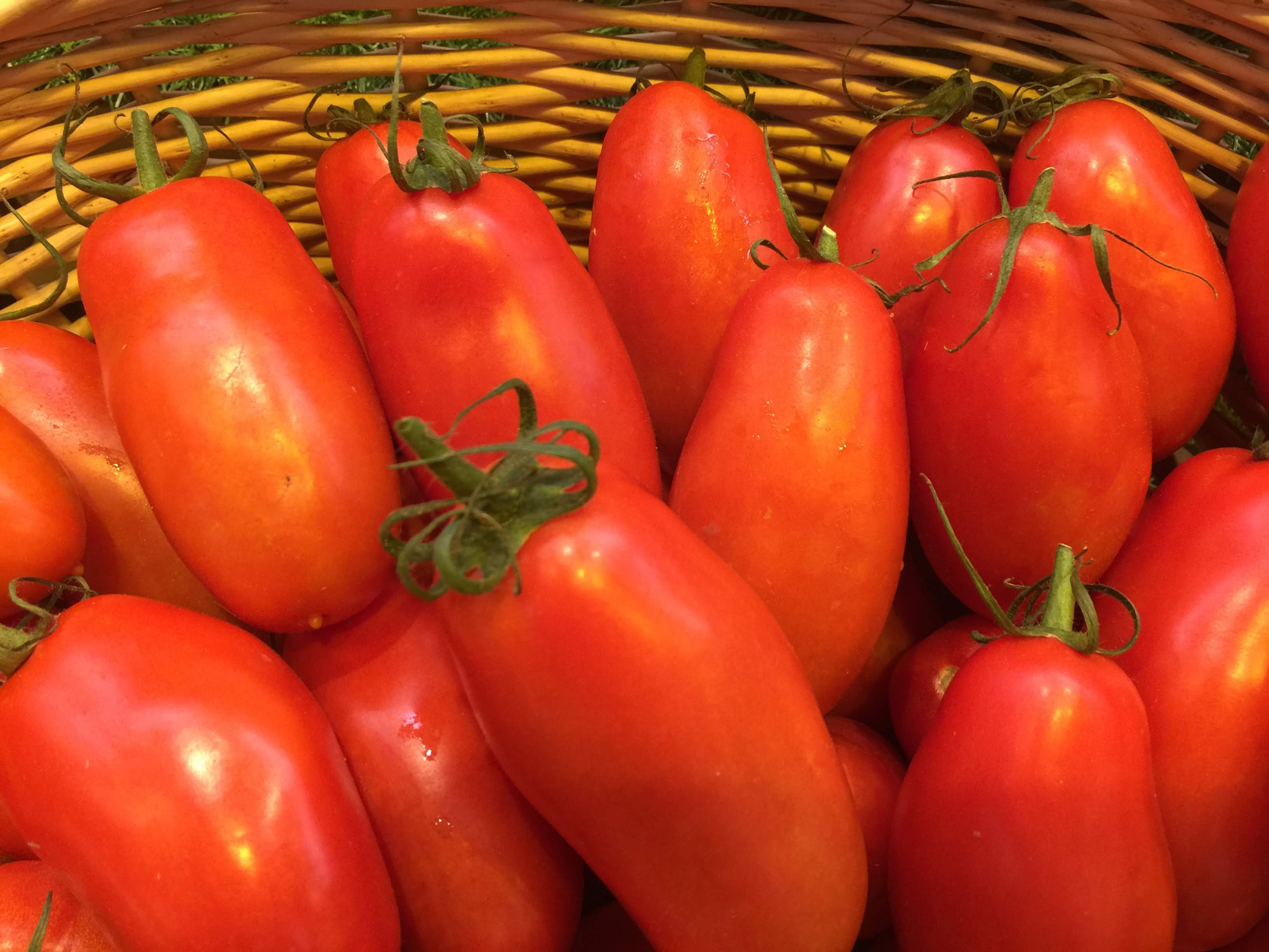 tomates Torino (les 500g)