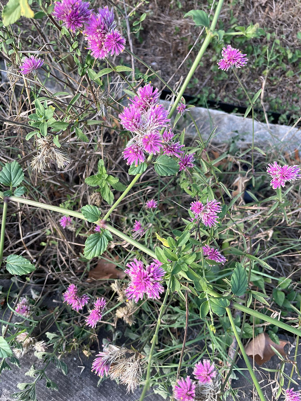 IMG_2861.jpeg