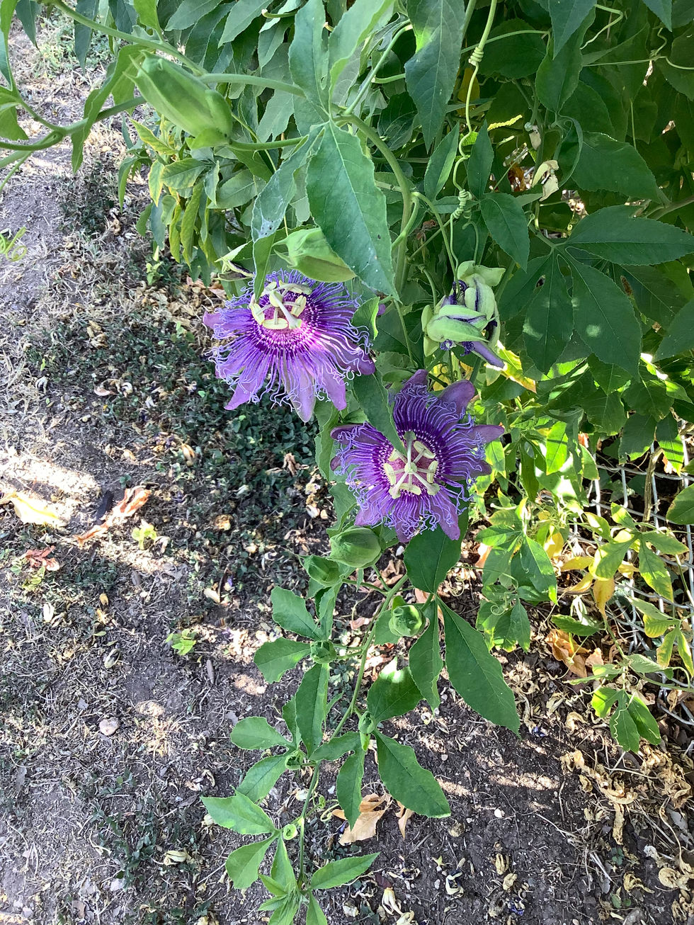 Passiflora incarnata (Purple passionflower)