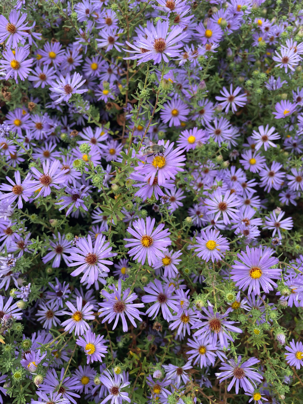 Purple fall aster