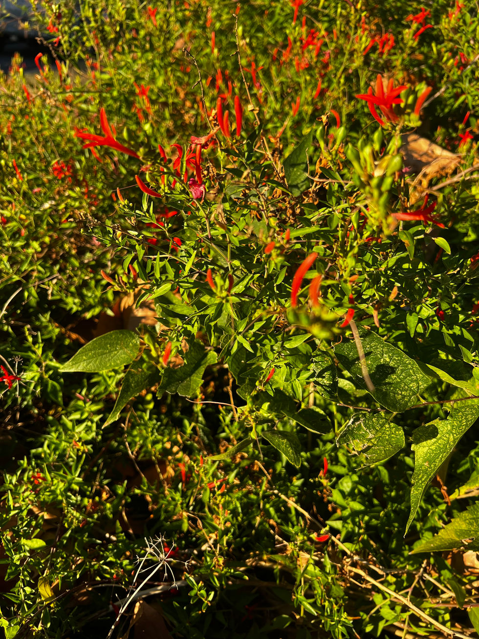 Anisacanthus quadratii (Flame acanthus, Bush honeysuckle)