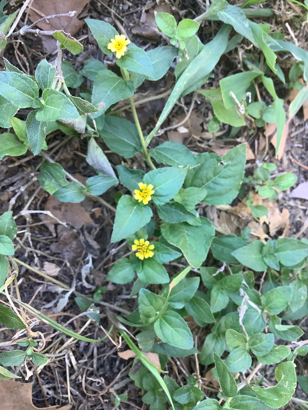 Calyptocarpus vialis (Horseherb, Straggler daisy)