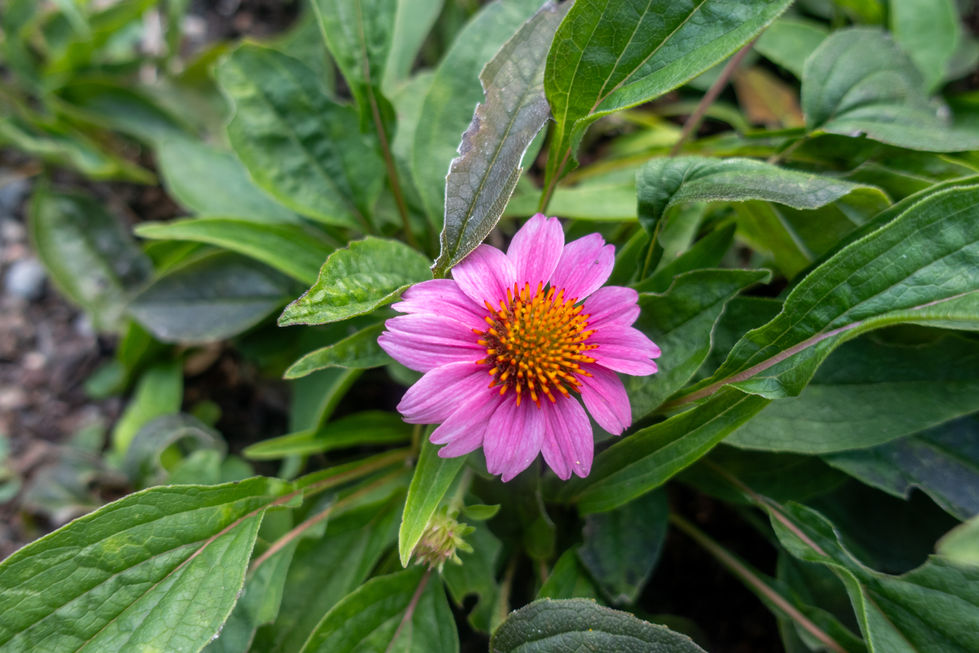 Pink coneflower